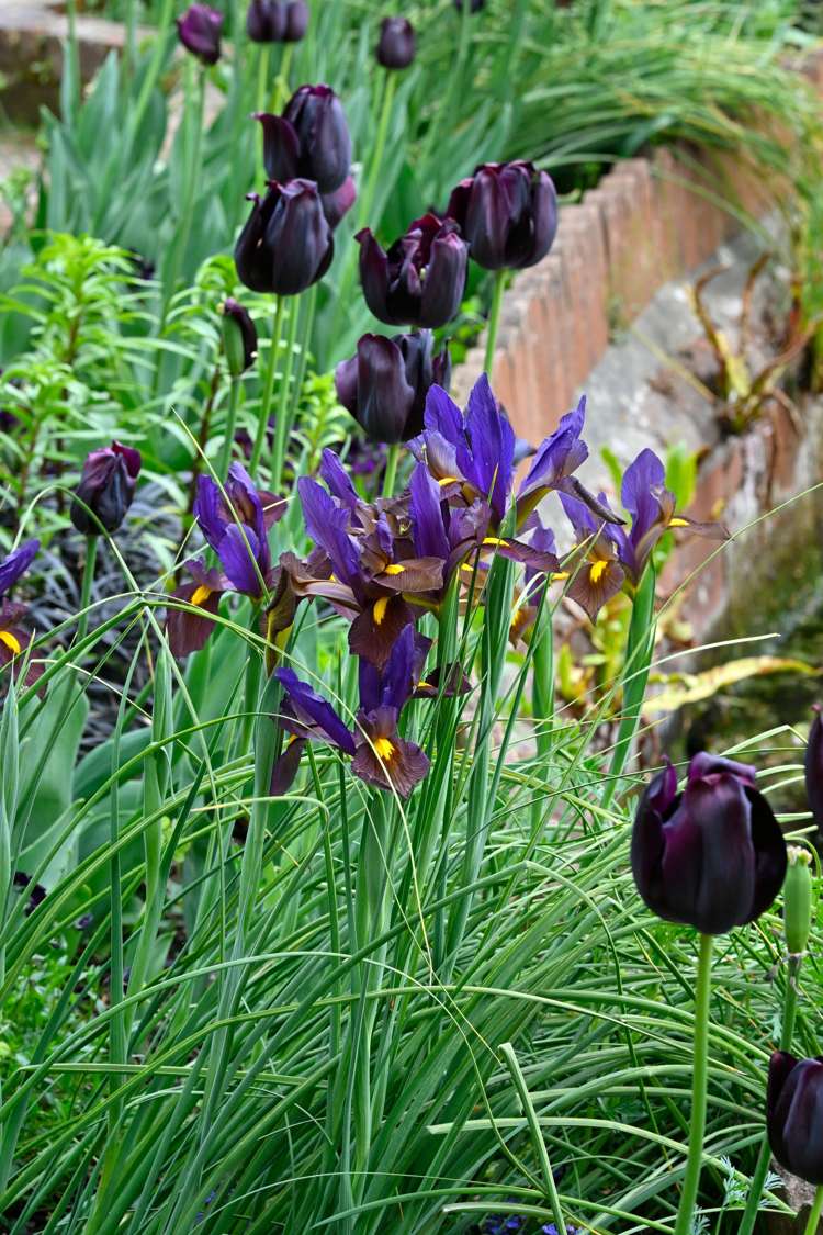 Iris (Schwertlilie) Reticulata 'Eye of the Tiger'